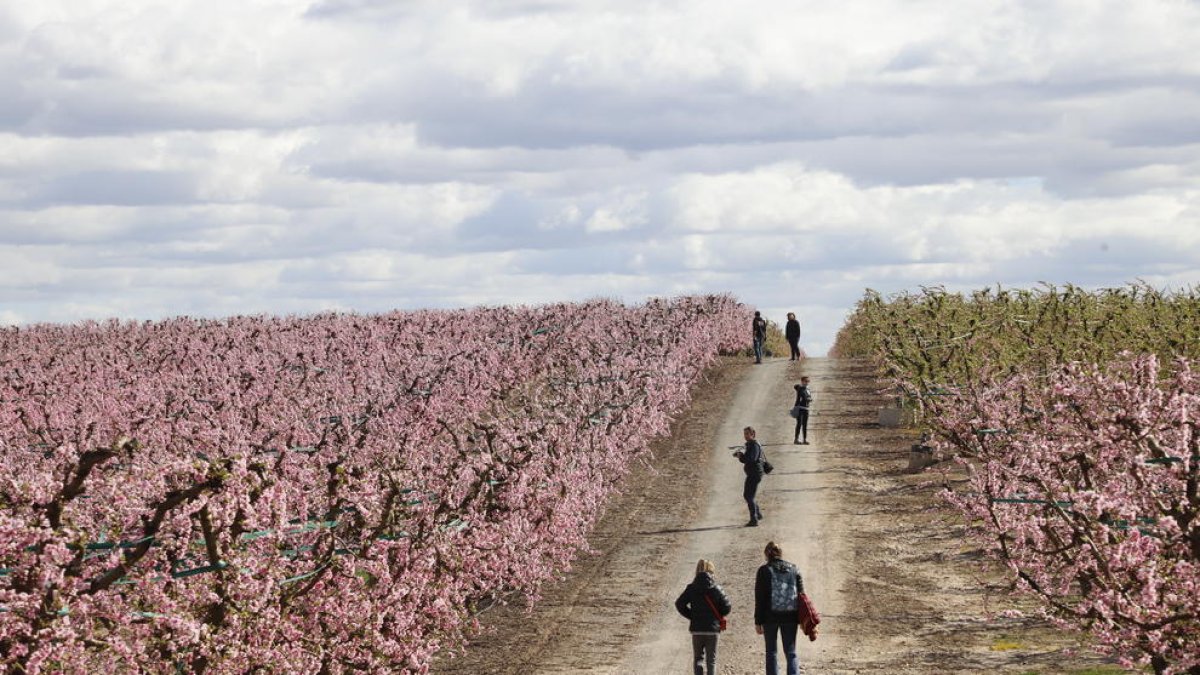 Turistes als camps florits d’Aitona l’any passat.