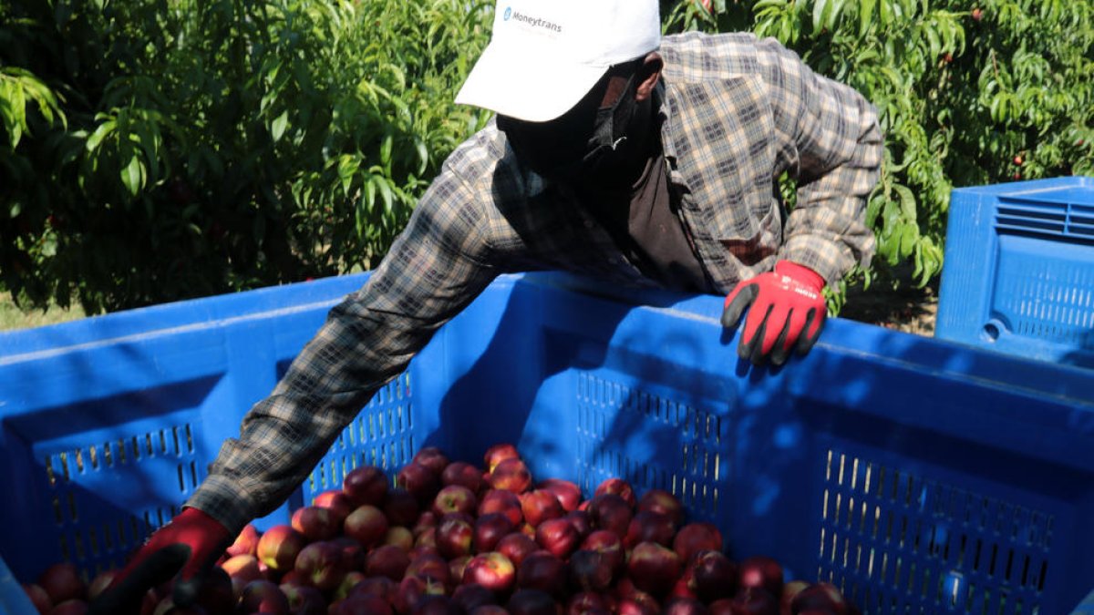 Un temporer inspecciona les nectarines acabades de collir de l’arbre.