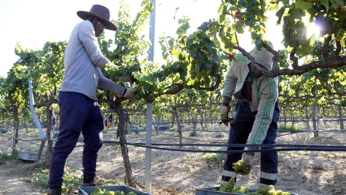Tasques de verema la setmana passada a Raimat, que preveu produir un 8% més aquesta campanya.
