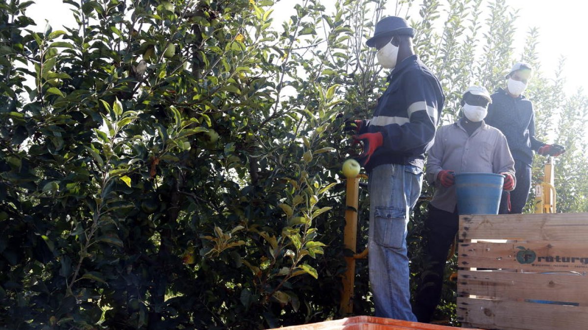 Imatge de l’estiu passat de tasques de recol·lecció de fruita en una finca de Penelles.