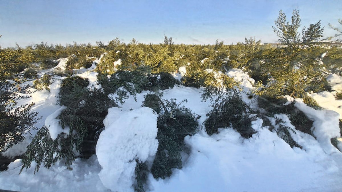 Oliveres arrasades pel pes de la neu sobre les branques.