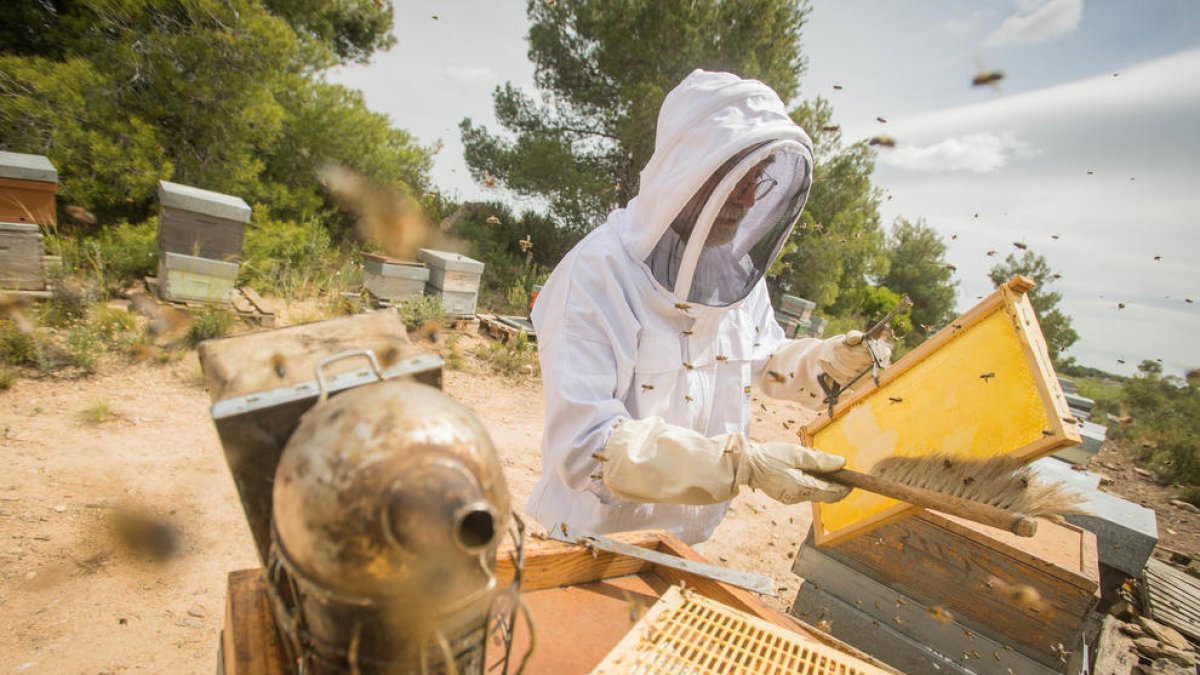 Imagen de un apicultor manipulando paneles de abejas.