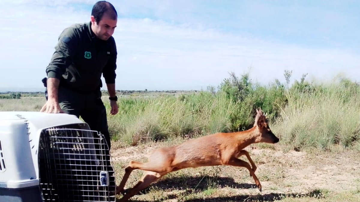 Un agent rural alliberant el cabirol a l’espai natural de Mas de Melons.