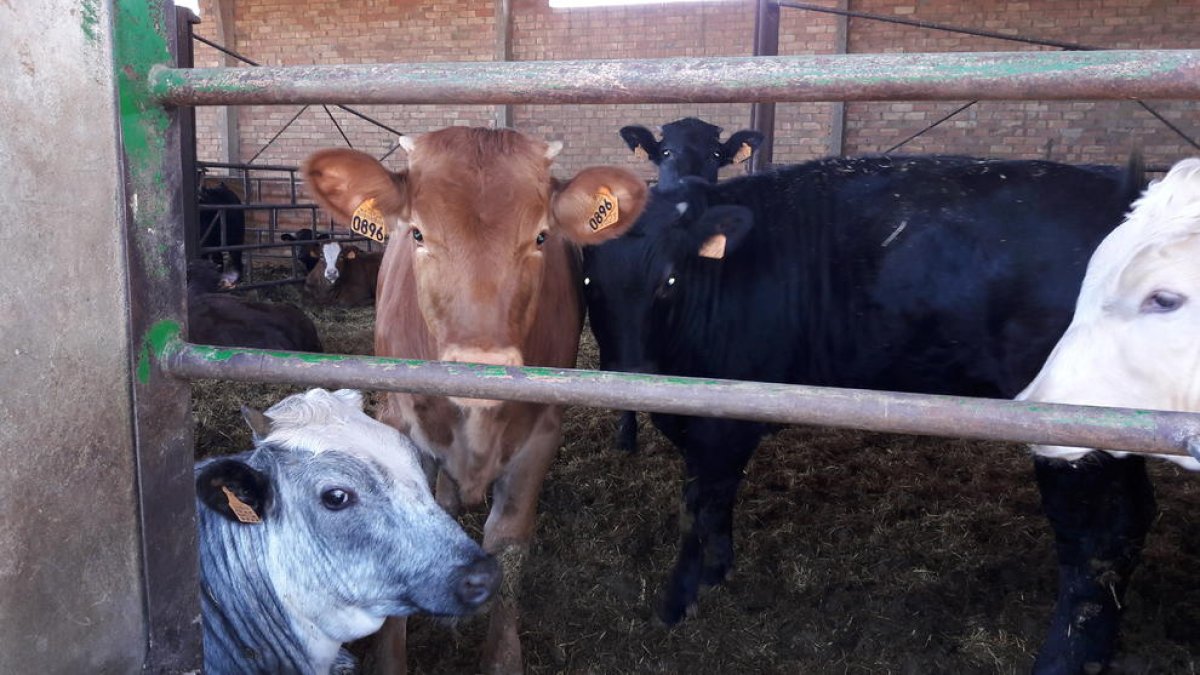 Una explotación de vacuno de carne en Torre-serona.