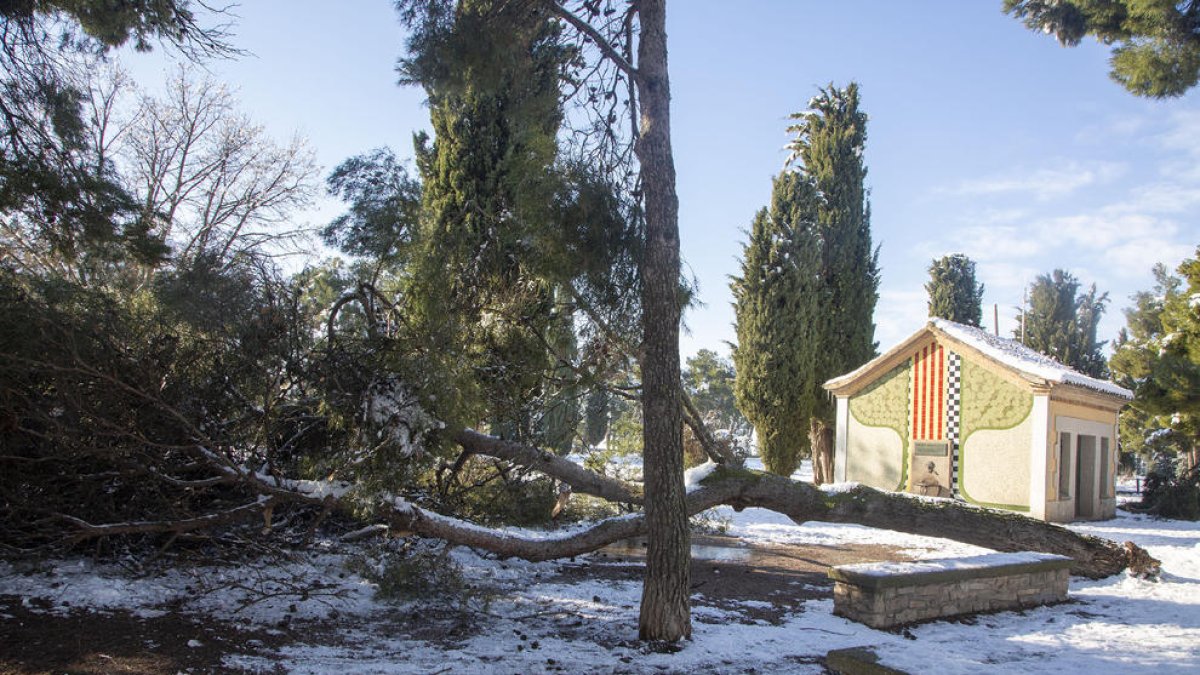 Un arbre de grans dimensions, caigut al parc de Sant Eloi.