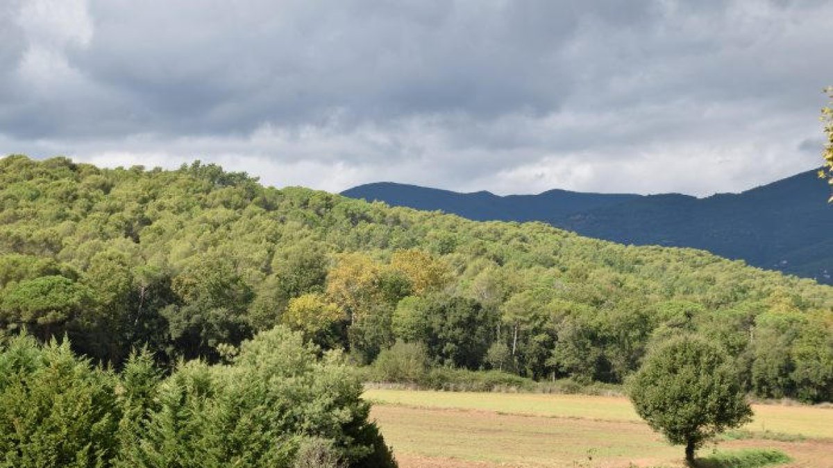 Uno de los bosques recuperados del Jussà.