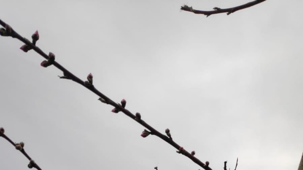 Presseguers a punt de florir i albercoquers ja plens de color a Aitona.