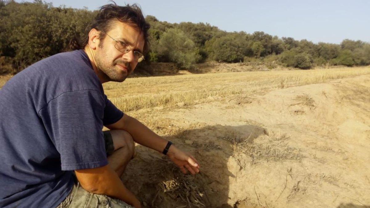 Sellart mostra un cau de conills a la finca en la qual planta cereals.