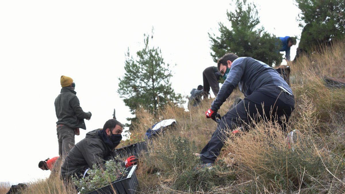 La plantada d’arbres d’ahir al Turó de Gardeny.