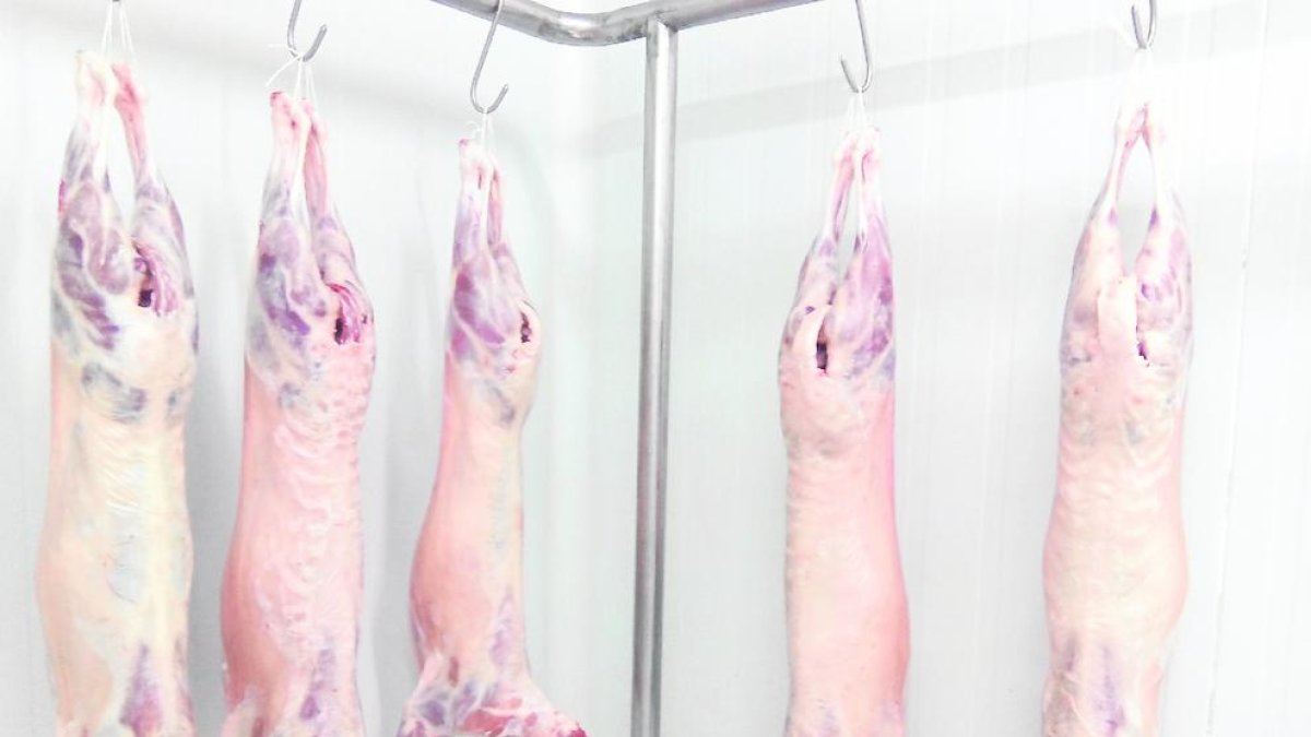 Imatge d’un escorxador de porcí, que han treballat a bon ritme al desembre.