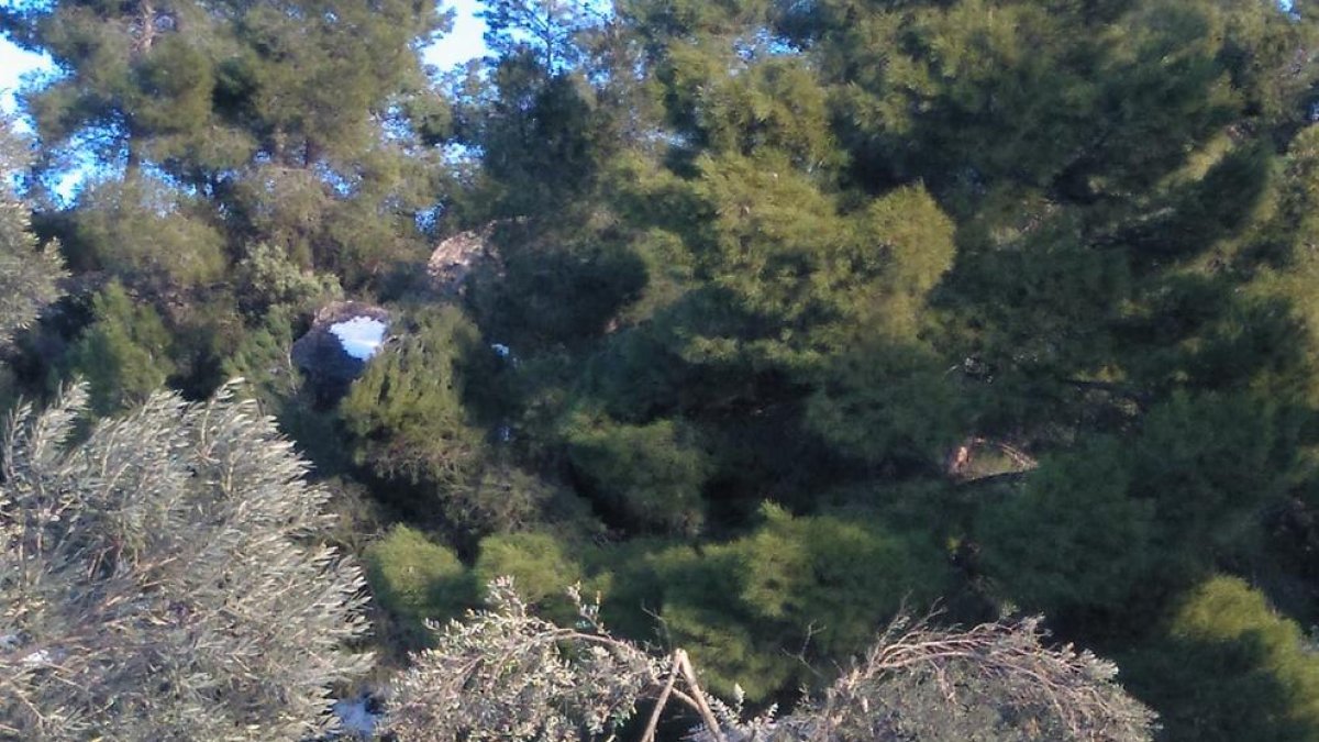 Olivera afectada per la nevada en un camp del Segrià Sec.