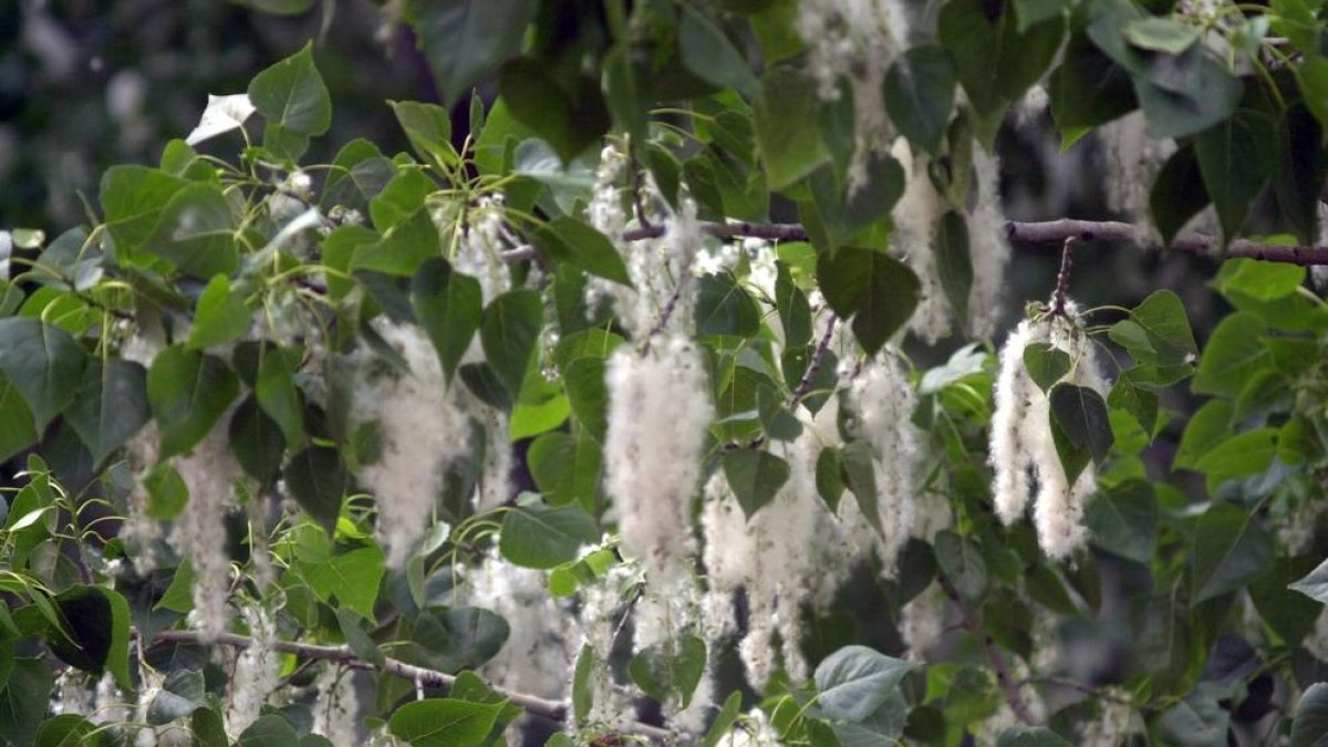 La meitat de la població serà al·lèrgica el 2050 pel canvi climàtic, alerta un biòleg