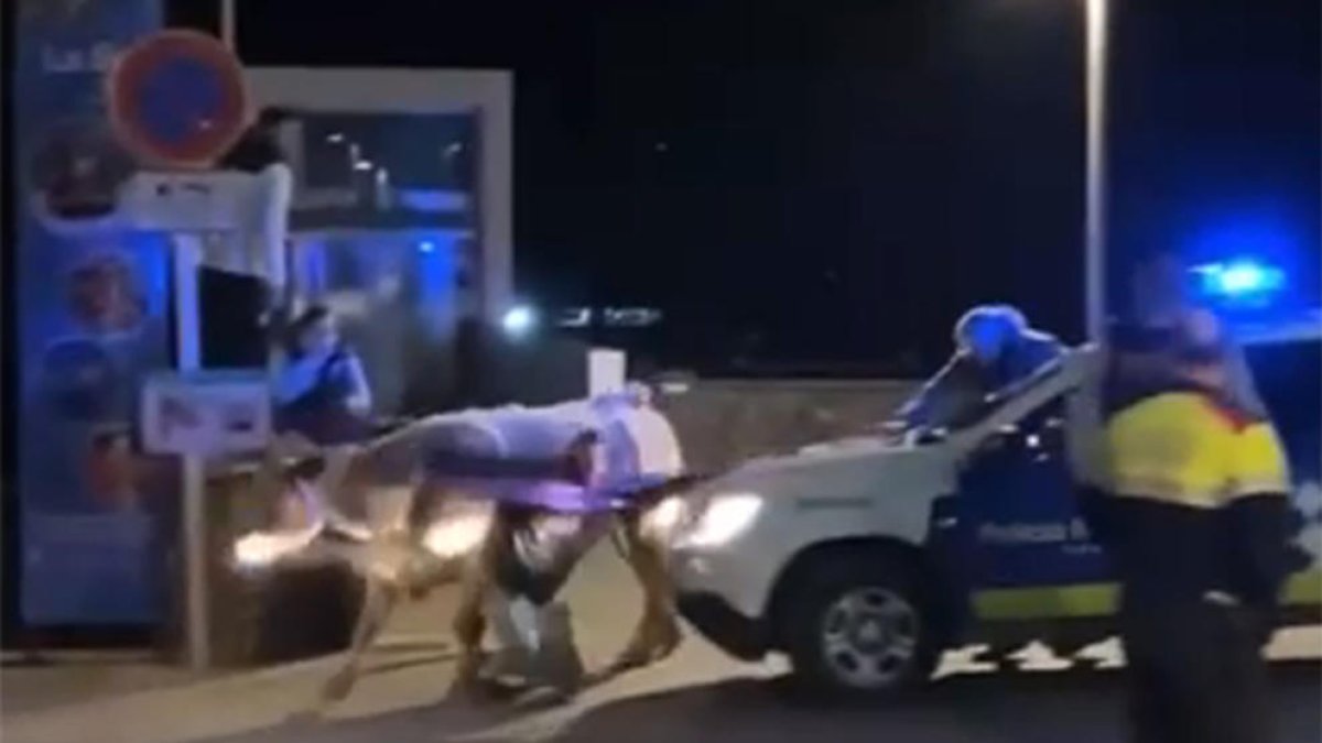 La vaca es va escapar d'una explotació ramadera i es va passejar pels carrers de la Seu d'Urgell.