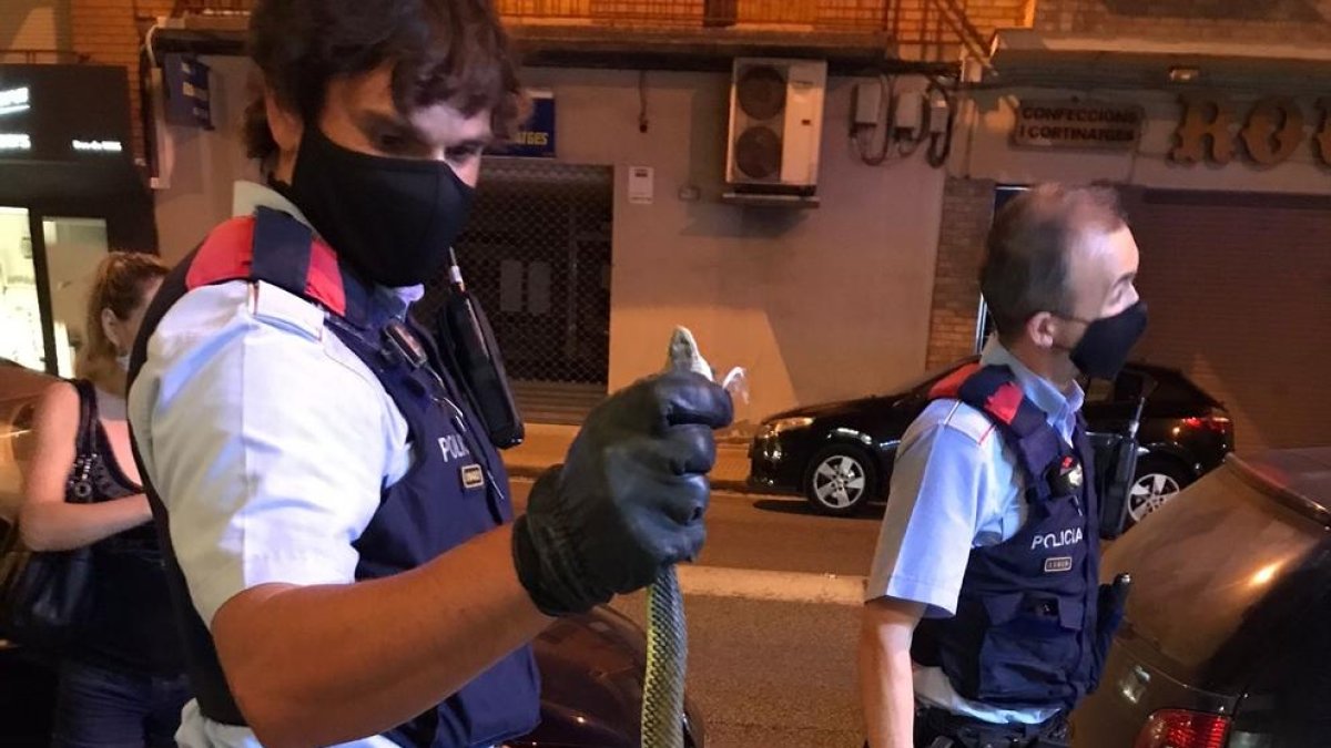 Encuentran una serpiente en el centro de Mollerussa