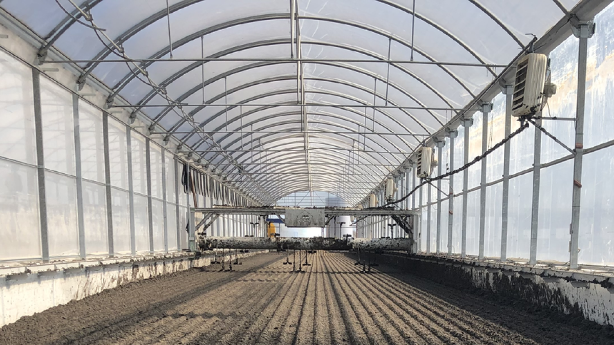 Invernadero en Vila-sana donde se lleva a cabo el secado solar de purines.