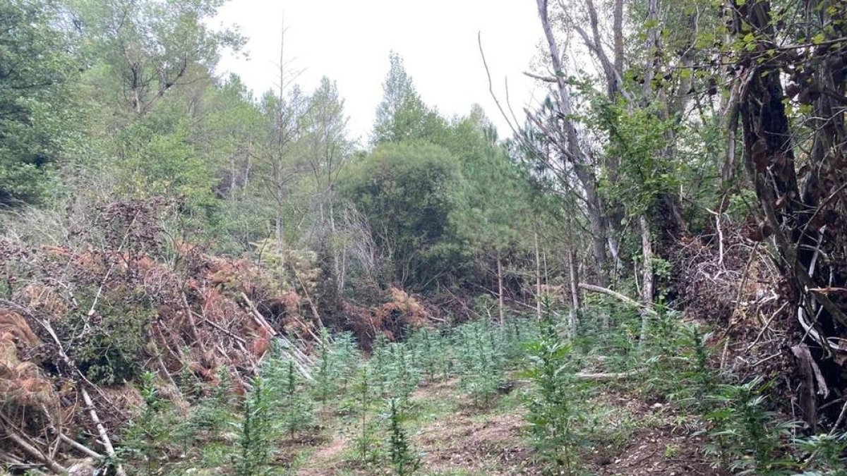 Uno de los campos de cultivo que los Mossos d’Esquadra localizaron junto al cauce del río Cardener.