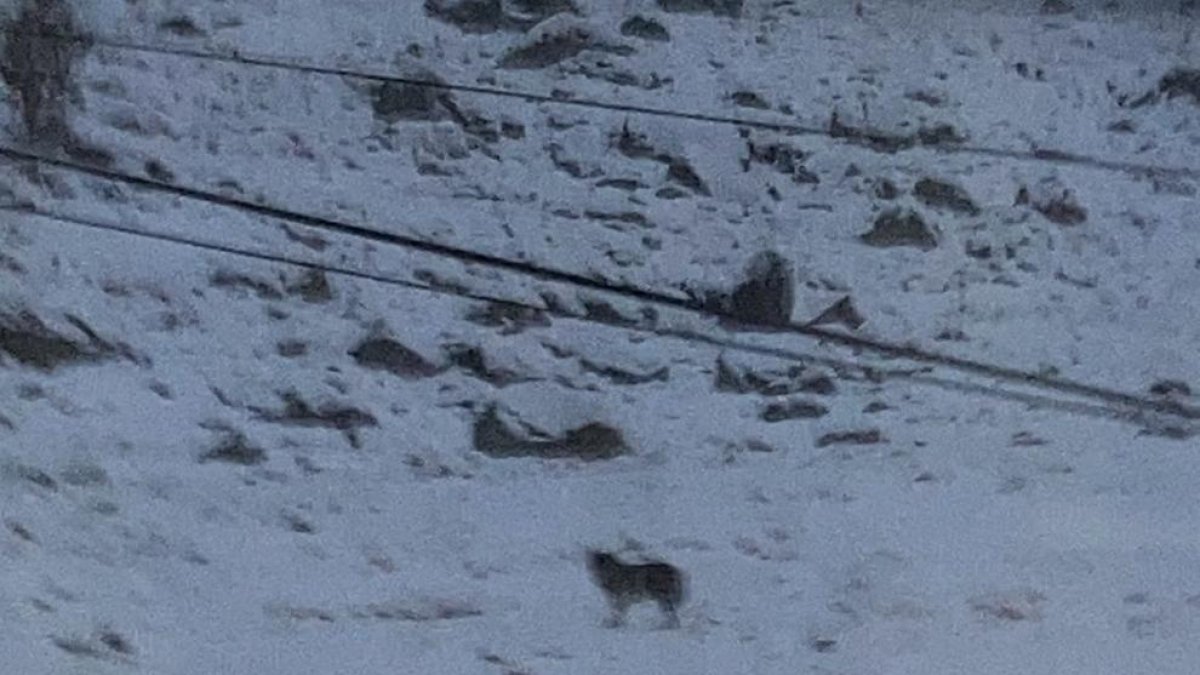 Un posible lobo en una zona próxima a la boca sur del túnel de Vielha.