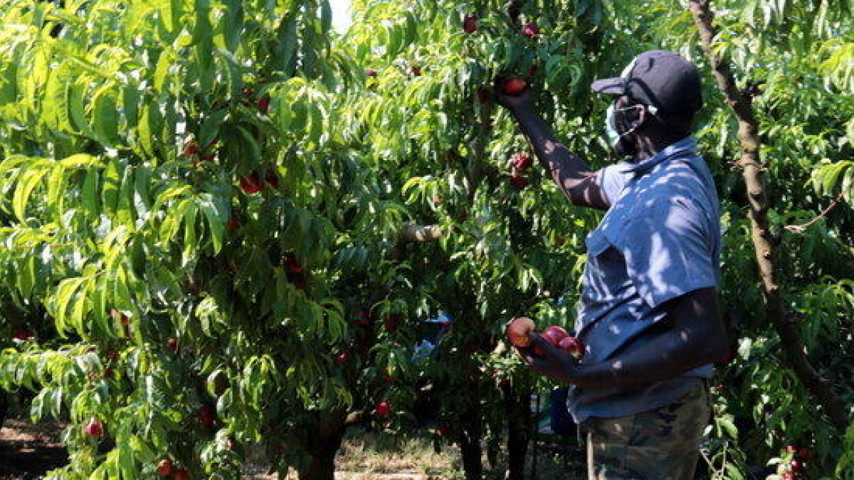 UP estima que el preu en origen de la fruita de pinyol millorarà i permetrà compensar la caiguda de producció