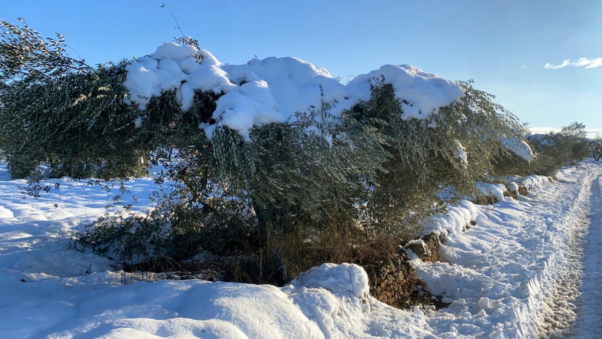Oliveres afectades pel pes de les intenses nevades.