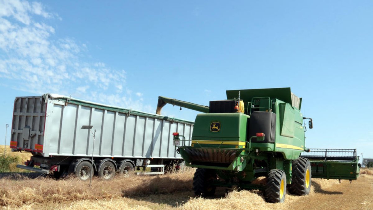 Una màquina recol·lectora abocant ordi a un camió en una finca d’Alcarràs.