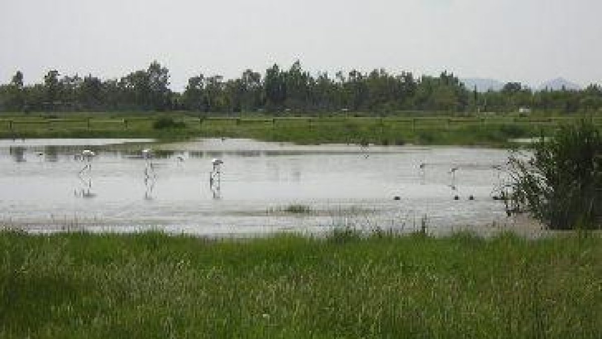 Els Aiguamolls de l'Empordà