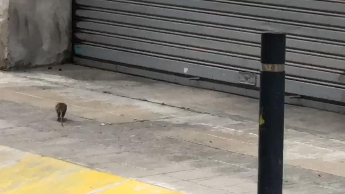 Denuncien la presència de rates en un carrer de Lleida