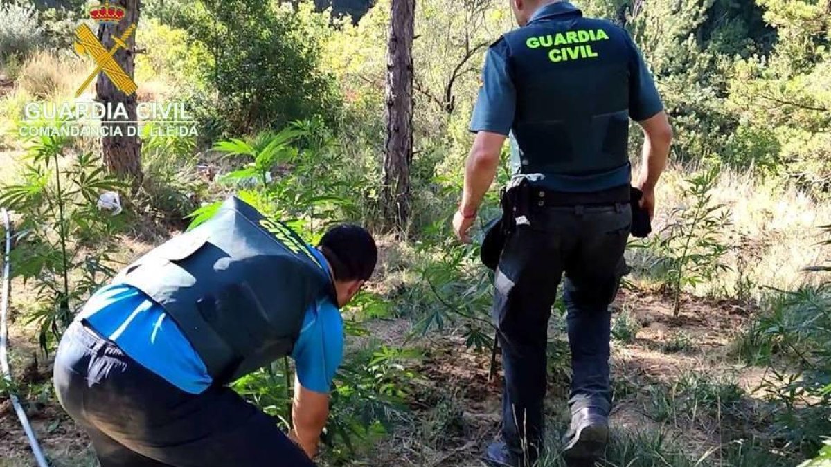 Agentes de la Guardia Urbana cortando plantas de marihuana en un cultivo localizado en el barranco de Barbuixera.