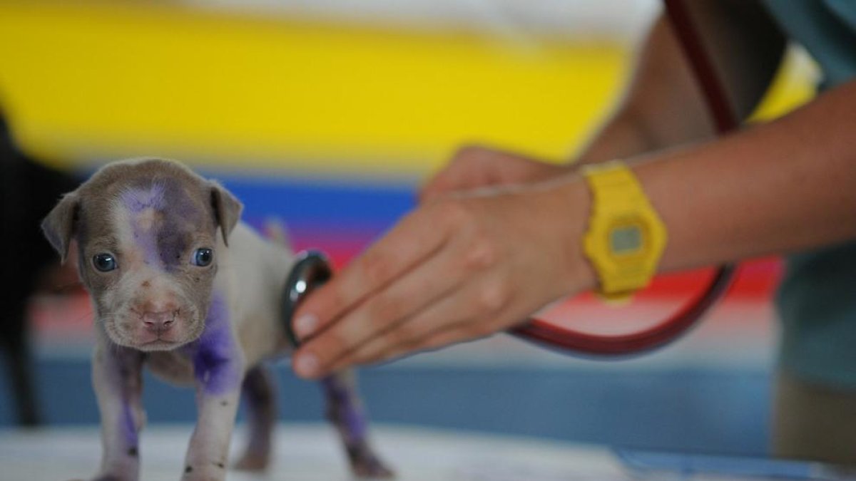 Desarrollan el primer test rápido para el diagnóstico de SARS-CoV-2 en animales de compañía