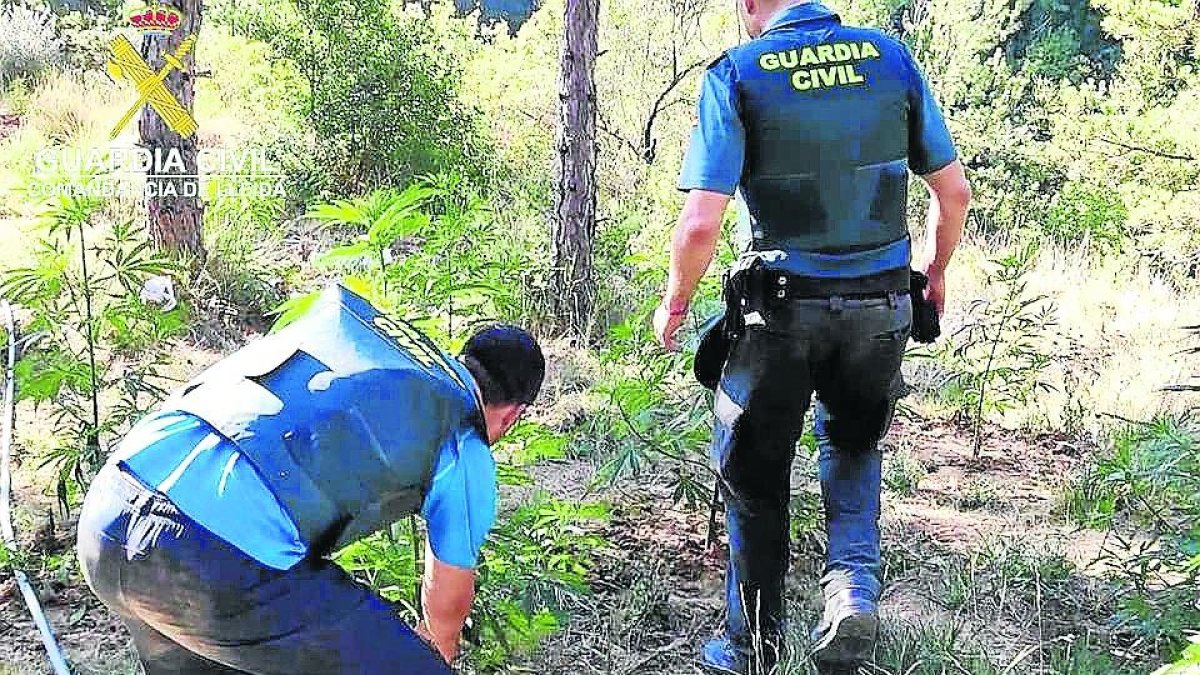 Imagen de la plantación del barranco de Barbuixera.
