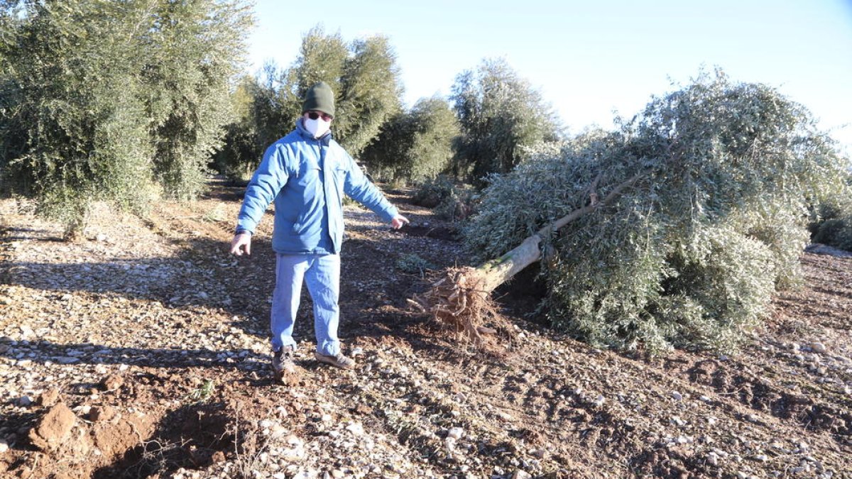 El Ramon, el lloc en el qual estava plantada l’olivera desplomada, que va ser desplaçada pel vent.