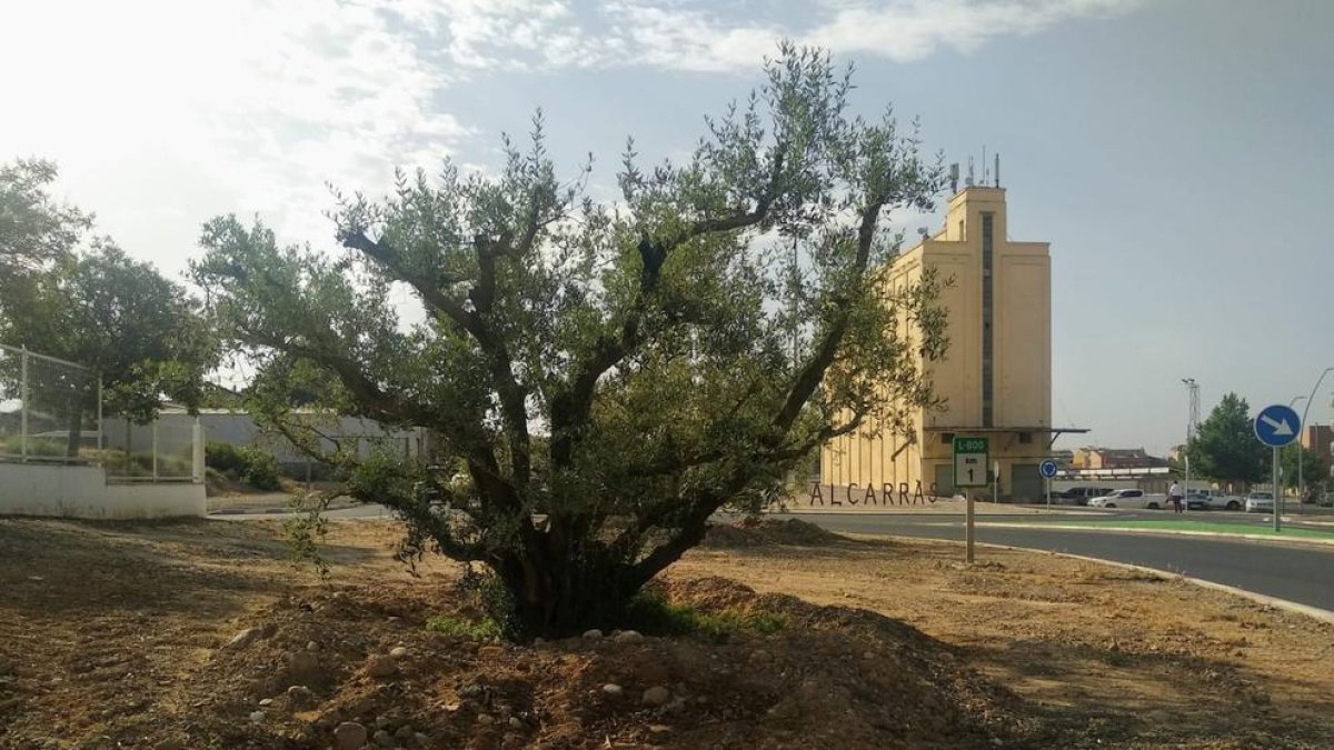 Una de les oliveres plantades en un espai de la localitat.