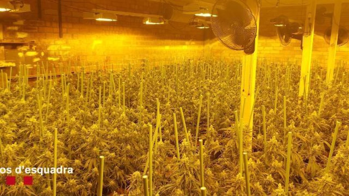 Detenen un home per cultivar 2.790 plantes de marihuana a Camarasa
