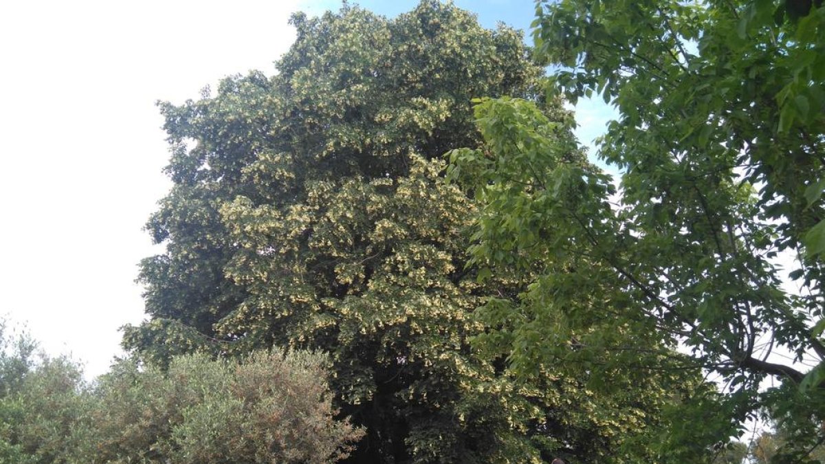 El Til·ler del Copeo és un dels arbres protegits.