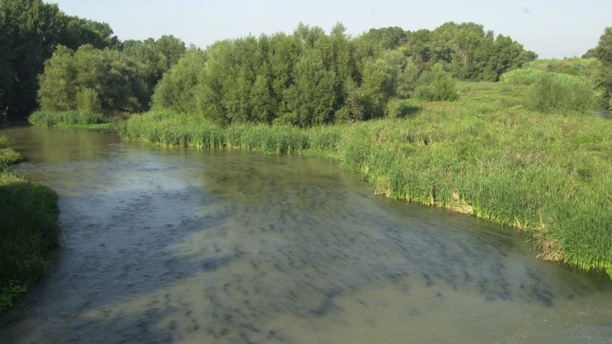 Imatge del riu Segre al seu pas per Torres de Segre.