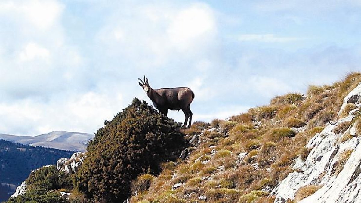 Imatge d'arxiu d'un isard