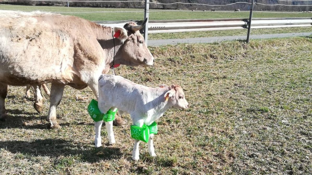 Vaques amb flotadors a Escalarre el 2019, com a protesta per la cancel·lació del festival Doctor Music.