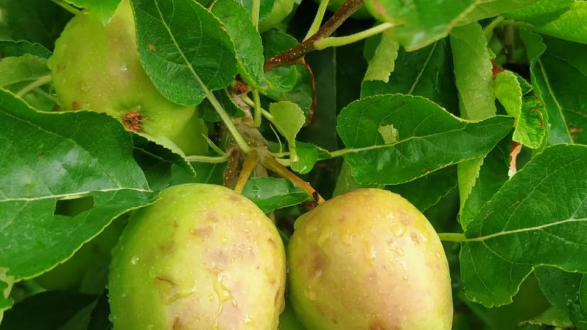 Manzanas marcadas por la piedra en una finca de Bellpuig.