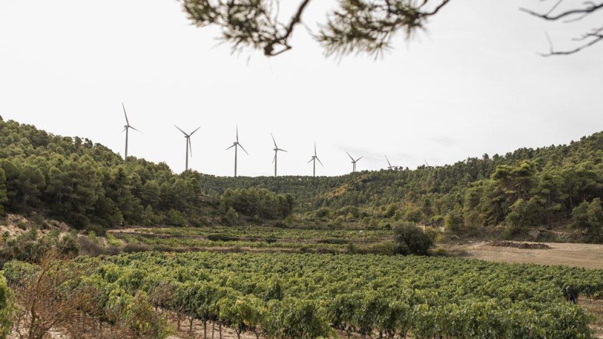 Costers del Segre i la Ruta del Vi, contra la massificació de centrals eòliques i solars