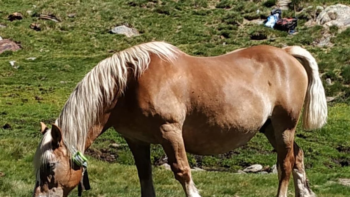 Imatge d’un cavall amb un collar GPS.