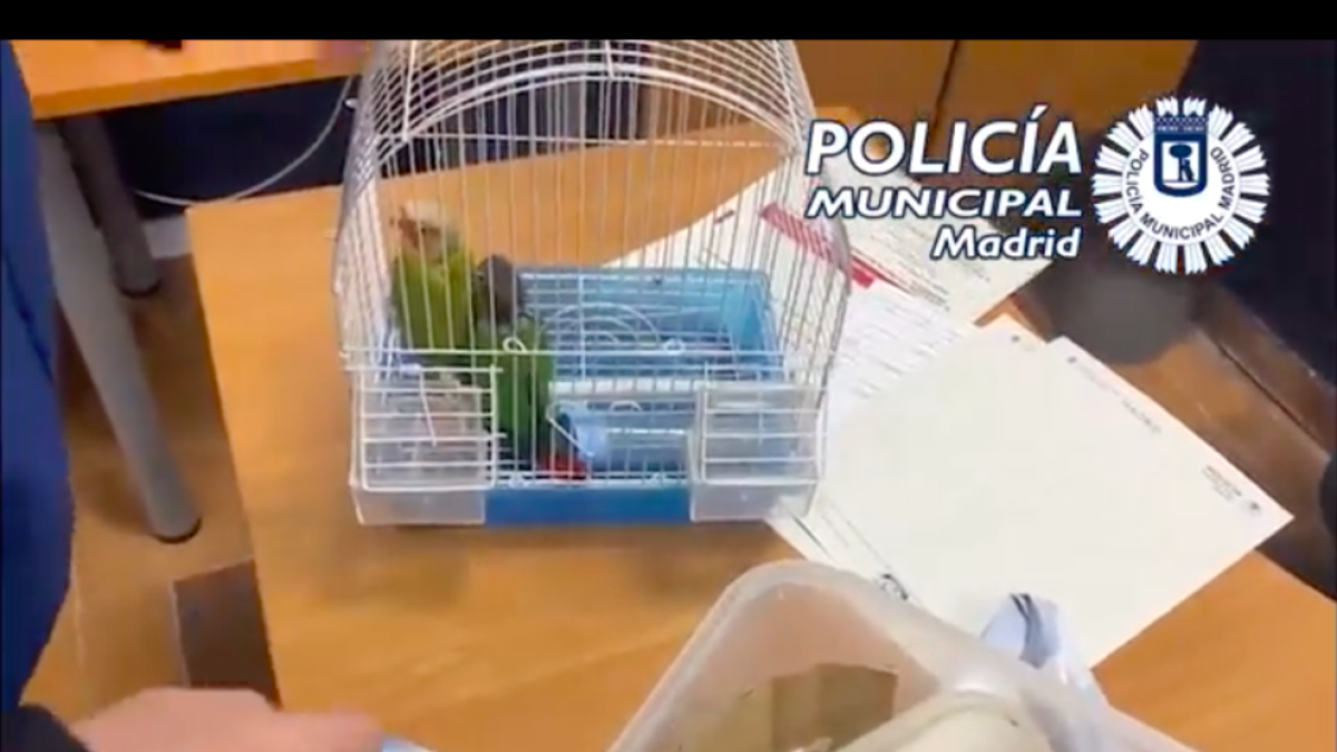 Rescaten dos lloros a punt de ser cuinats en un restaurant asiàtic de Madrid