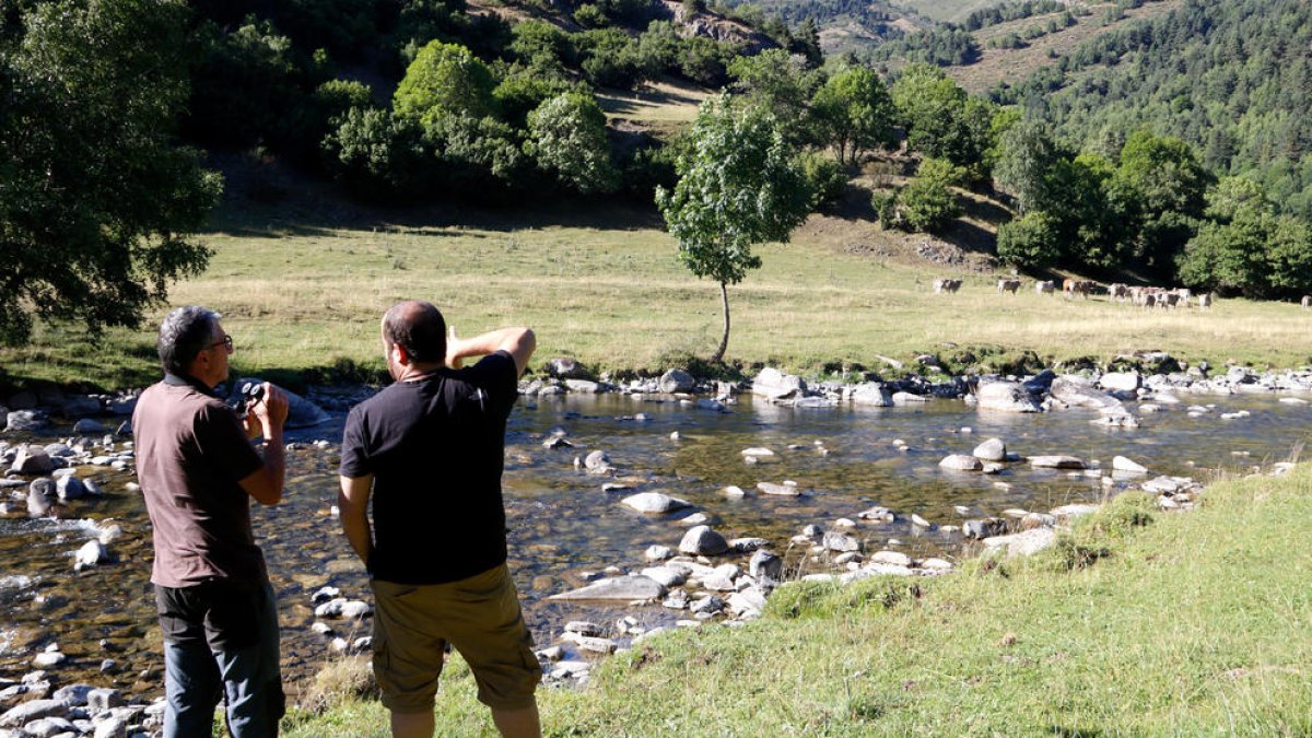 Visita a las agrupaciones de ganado en la Vall de Bonabé.