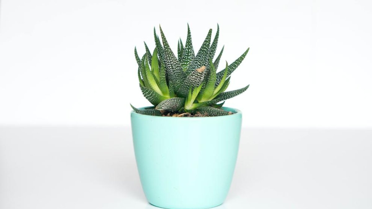 Las plantas que más tiempo duran sin que las tengas que regar