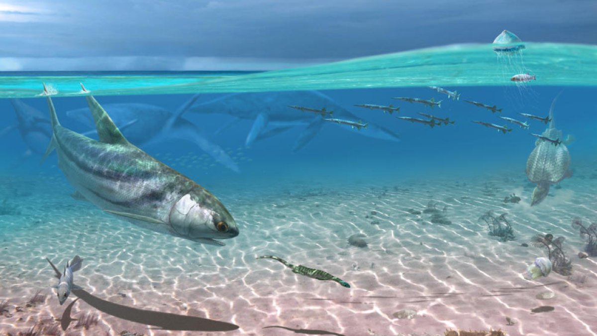 Descobreixen 450 fòssils marins al Solsonès