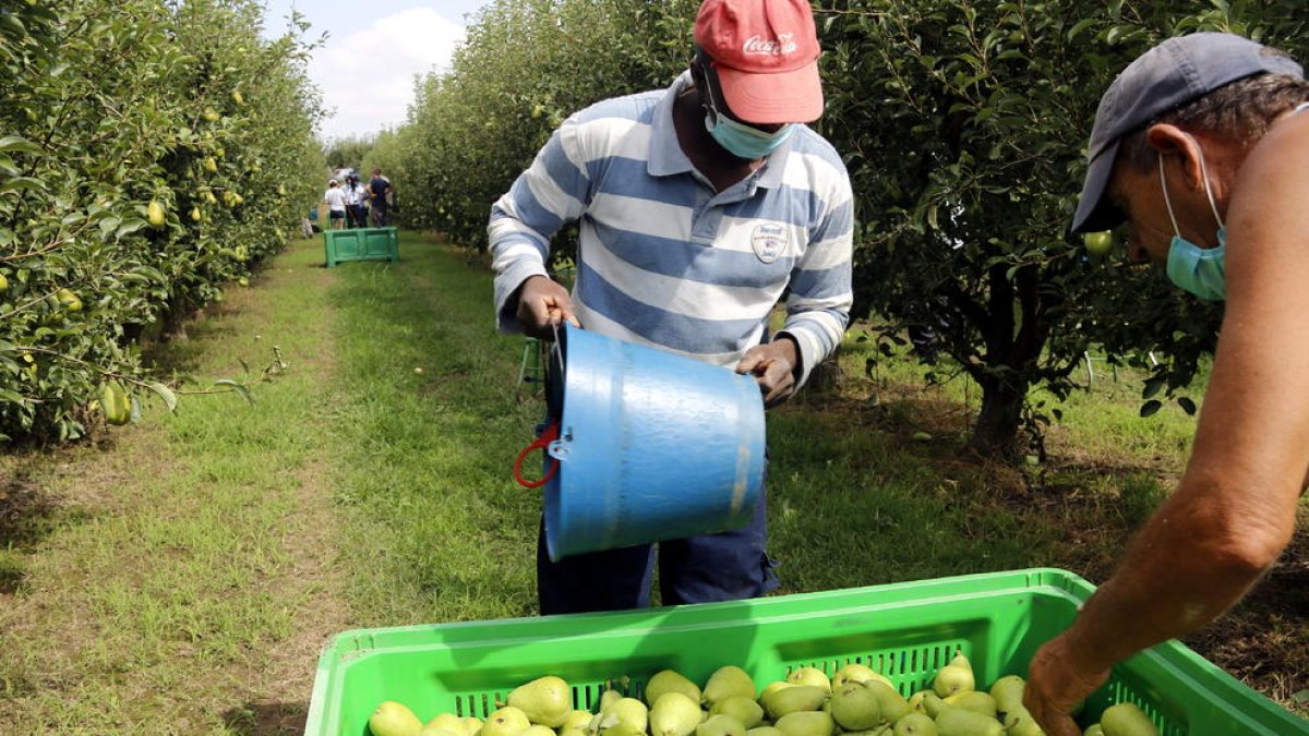 Imatge d’arxiu de treballadors del camp en plena campanya de recollida de pera en una explotació agrícola de Lleida.