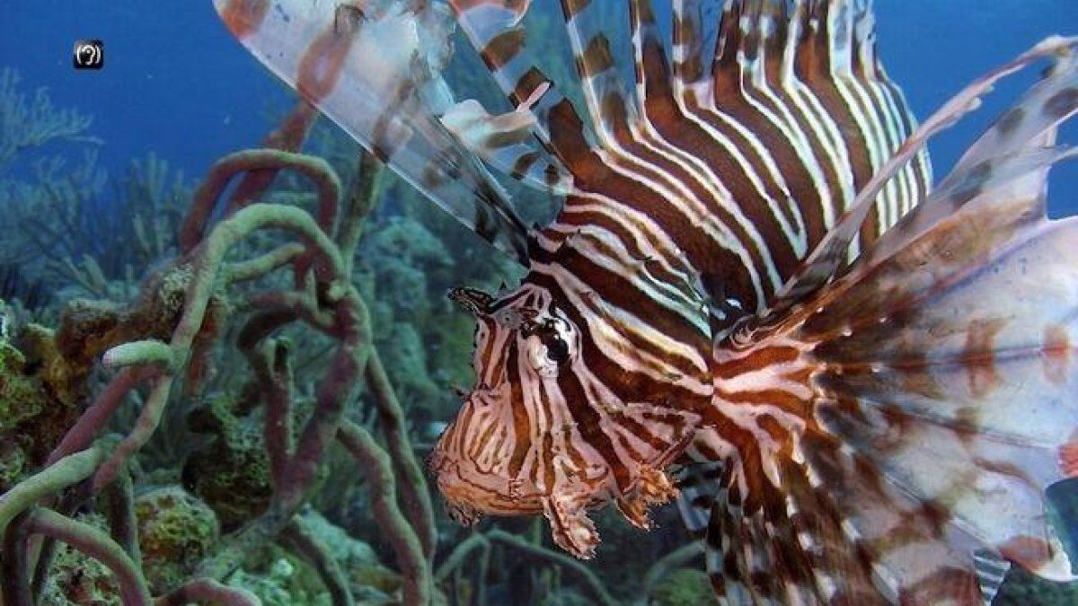 Les meravelles del mar