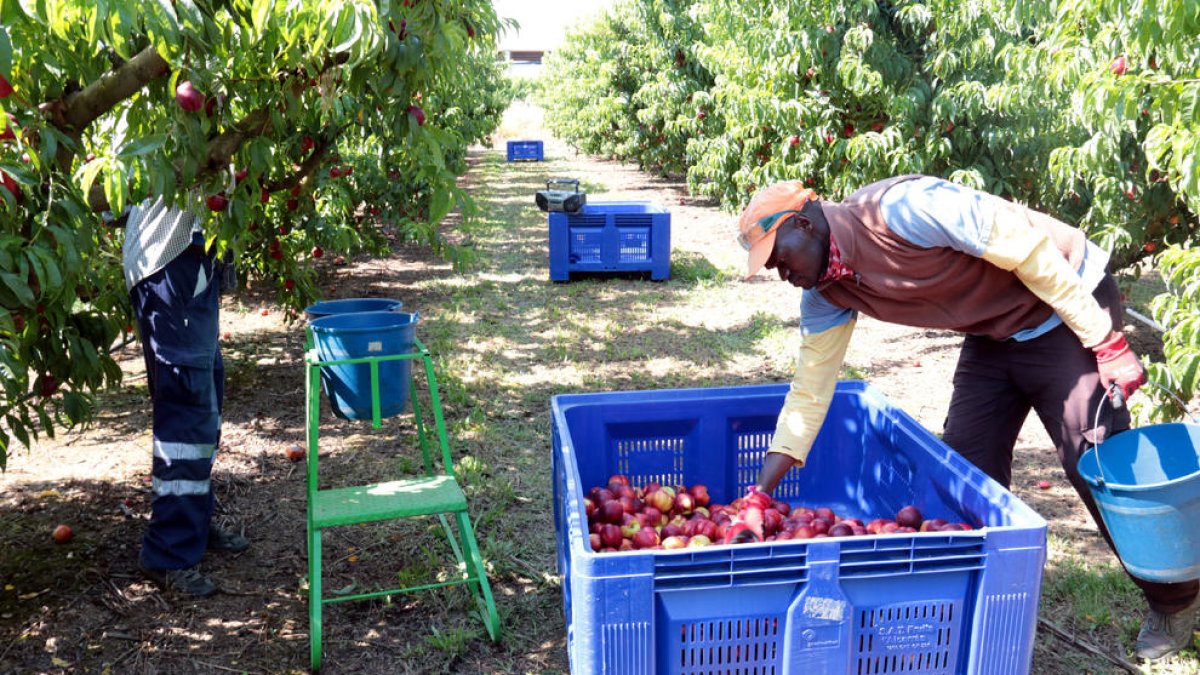 Imatge d’arxiu de recollida de fruita de pinyol.