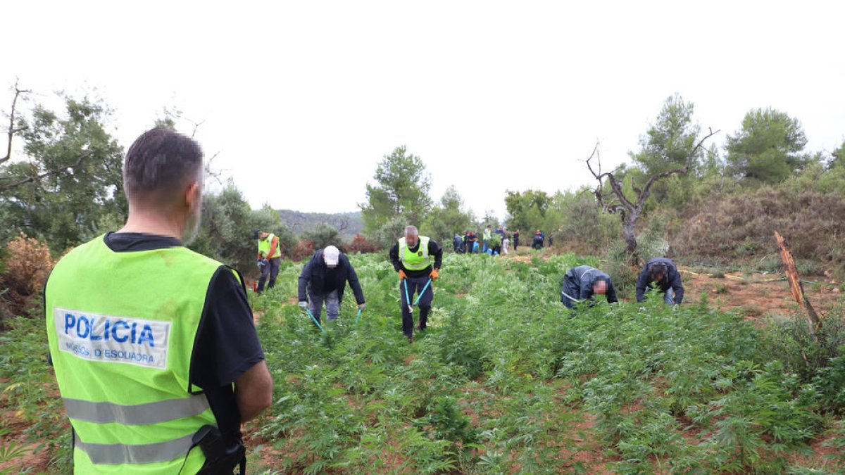 Imagen de la plantación desmantelada el miércoles en L’Albagés en la que hallaron 3.462 plantas.