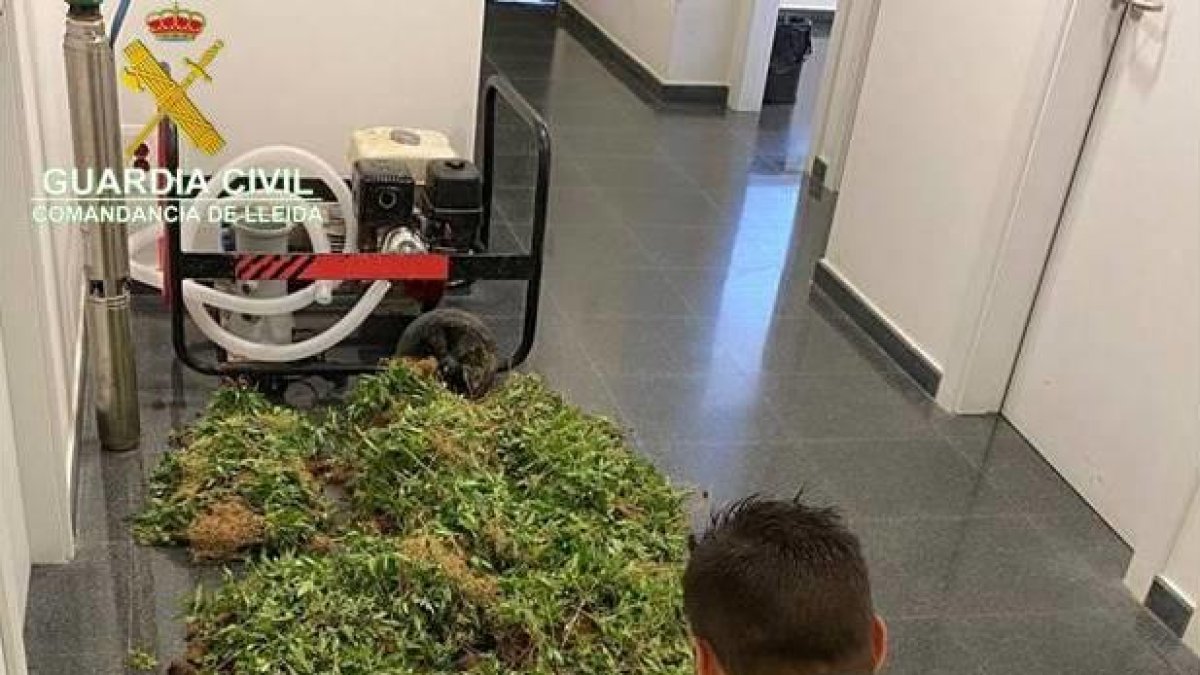Localitzen 5.700 plantes de marihuana prop del pantà de Santa Anna