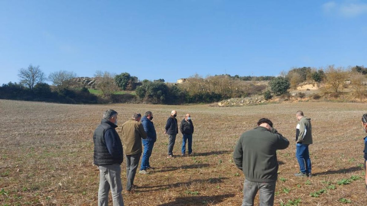 Un campo de colza arrasado por los corzos en el municipio de Biosca, en la Segarra.