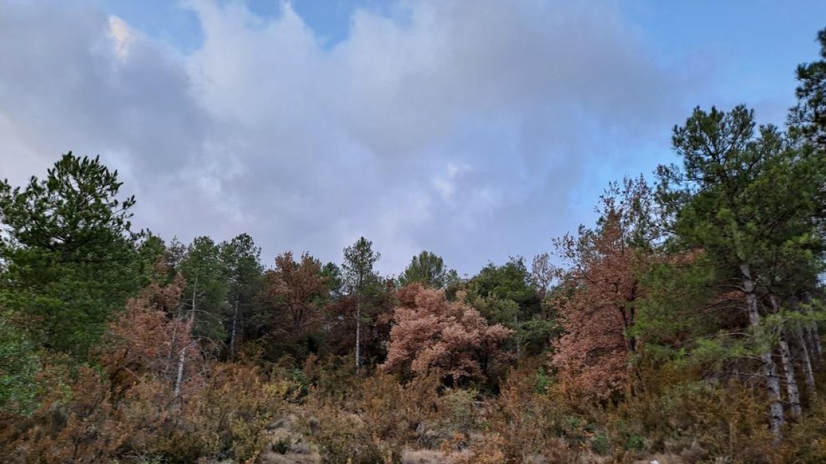 Arbres secs entre altres de sans al Montsec, on les onades de calor al llarg d’aquest estiu han contribuït a delmar els exemplars més debilitats.